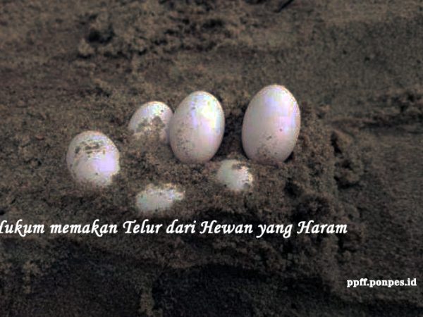 Hukum memakan Telur dari Hewan yang Haram serta Memakan Hewan Sembelihan Non Muslim