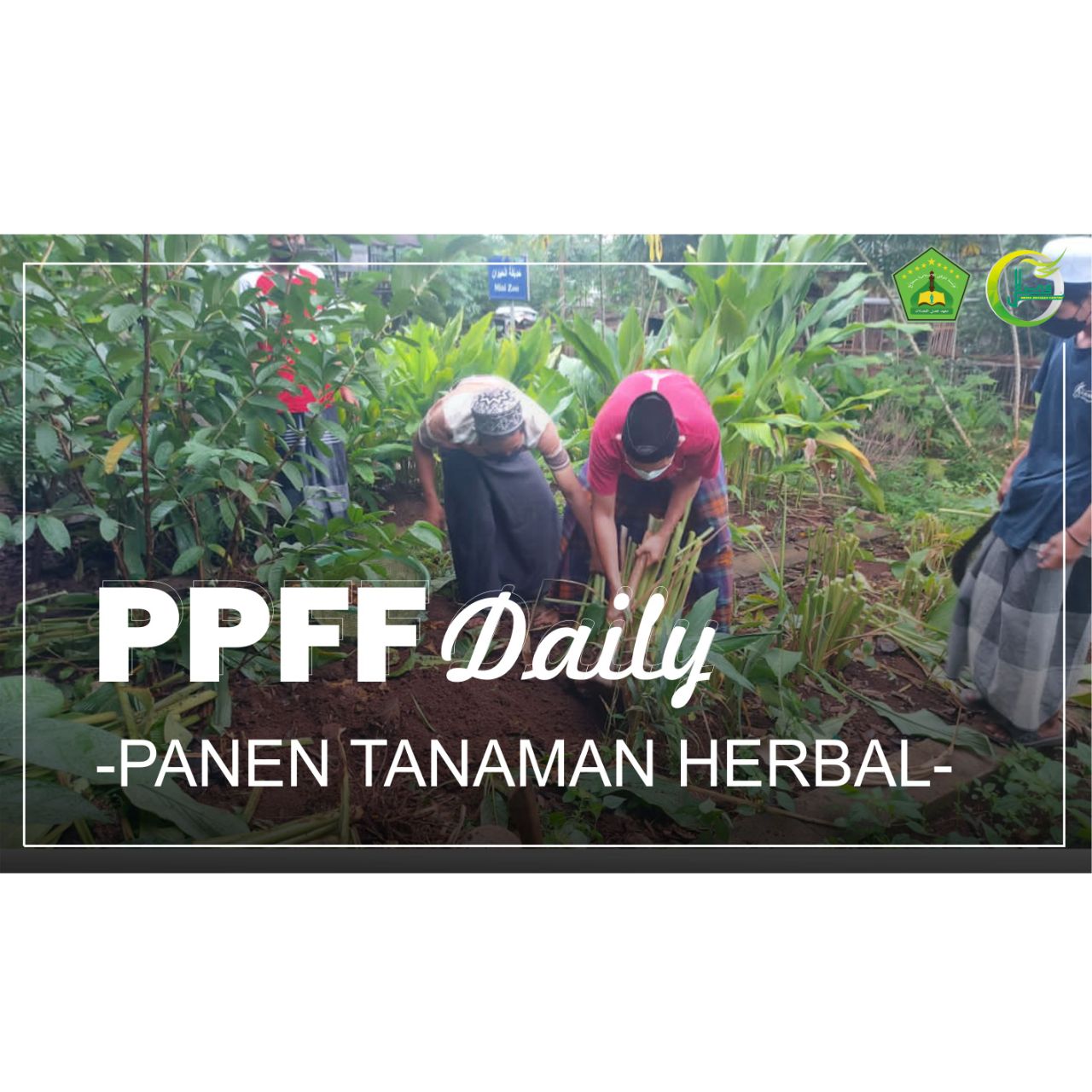 Memanen Tanamanan Herbal Oleh Santri Putra PPFF Memanen Tanamanan Herbal Oleh Santri Putra PPFF