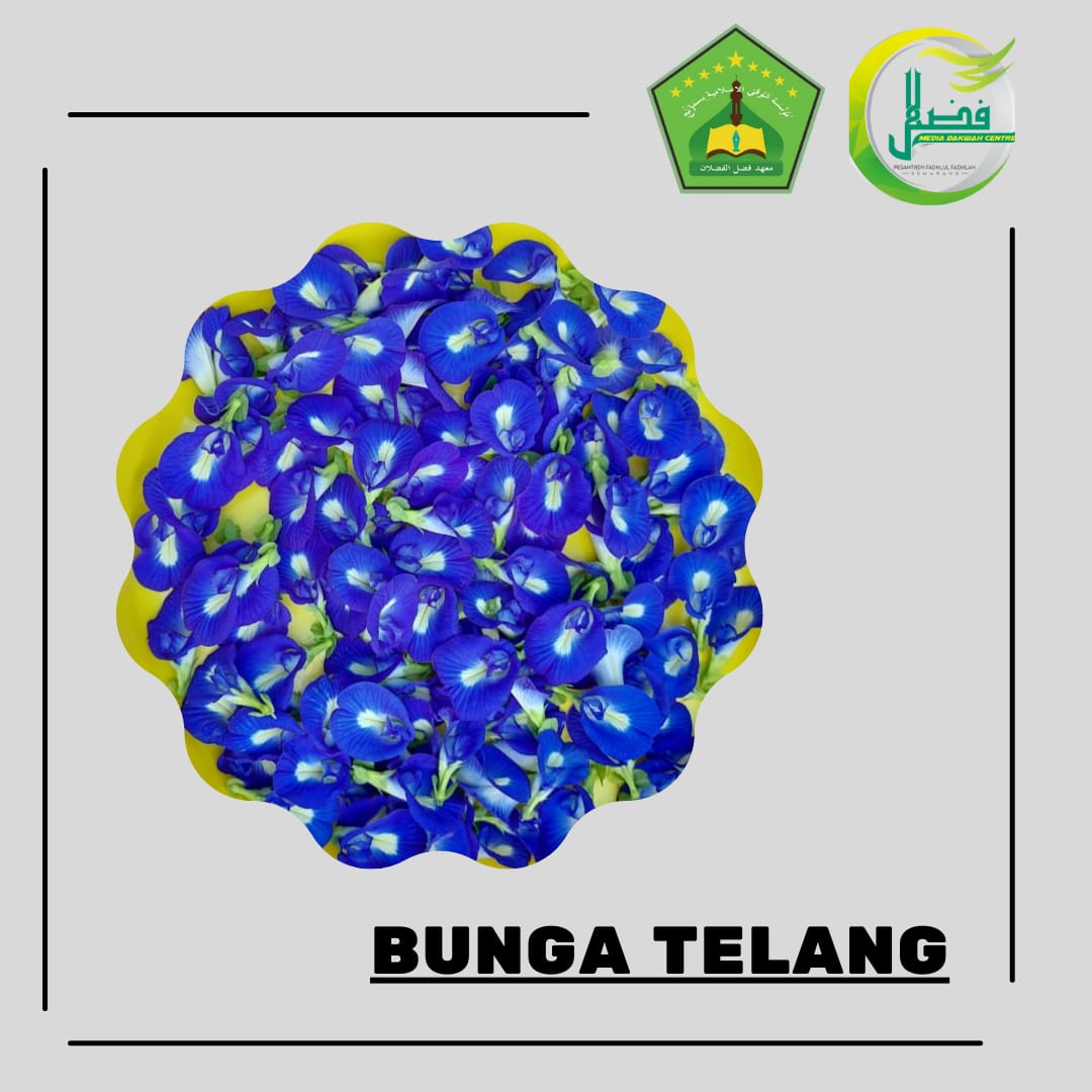 Tanaman Herbal di Pondok Pesantren Fadhlul Fadhlan Tanaman Herbal di Pondok Pesantren Fadhlul Fadhlan
